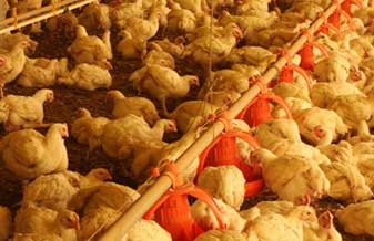 Avícola São Sebastião - Foto 1