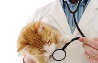 Mascote e Cia Clínica Veterinária - Foto 1