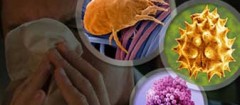 imunologia-atibaia-1422418421
