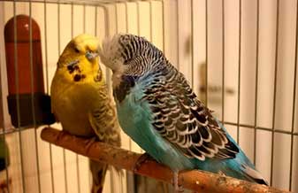 Aves do Mundo - Foto 1