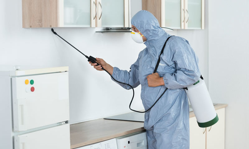 Dedetizadora Extermínio - Foto 1