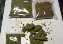 apreensão de haxixe