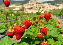 produção de morangos