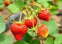 morango seguro
