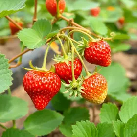 morango seguro