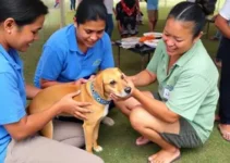 mutirão de castração de animais