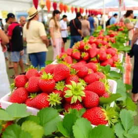 Festa do Morango