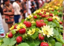 Festa de Flores e Morangos de Atibaia