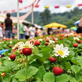 Sebrae na Festa de Flores e Morangos de Atibaia