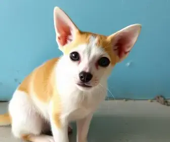 castração gratuita de cães e gatos