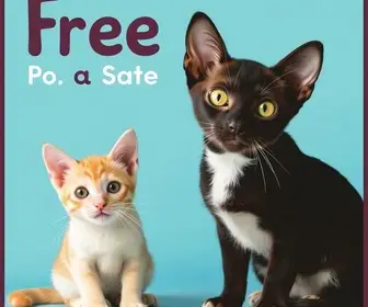 castração gratuita de cães e gatos